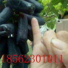 天津市塑膠地板價格 天津市塑膠地板公司 圖片 視頻